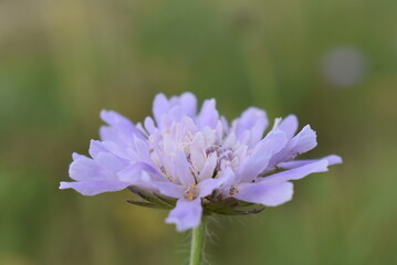 flower, nature plant purple, 