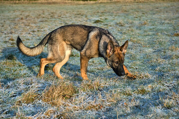 Beautiful German Shepherd dog playing in a meadow on a sunny day in Skaraborg Sweden.