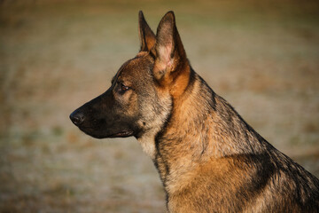 Beautiful German Shepherd dog playing in a meadow on a sunny day in Skaraborg Sweden.