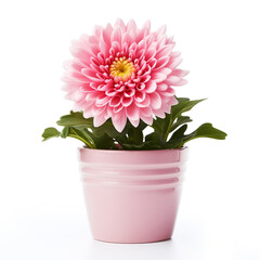 Obraz premium flower in a pot on a white background сreated with Generative Ai