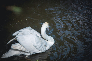 swan on the lake