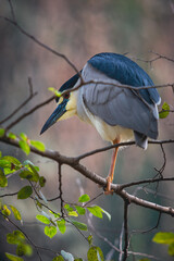 blue heron