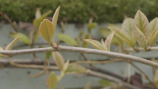 Pyracantha fire thorn leaves close up stock footage