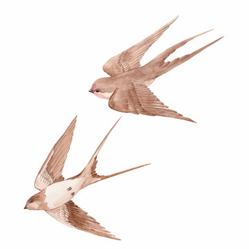 Stock illustration with watercolor hand drawn swallow martin birds. Clip art.