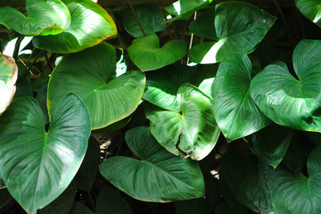 Group of homalomena rubescens have big size with fresh evergreen color leaves in tropical forest....