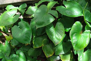 Group of homalomena rubescens have big size with fresh evergreen color leaves in tropical forest....