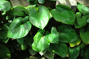 Group of homalomena rubescens have big size with fresh evergreen color leaves in tropical forest....