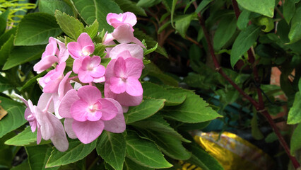 Hydrangea macrophylla