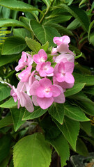 Hydrangea macrophylla