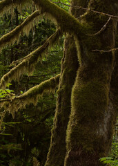 Fototapeta premium A walk in the woods is never time wasted. An ancient and massive moss soaked tree in Cathedral Grove, Vancouver Island, BC, Canada.