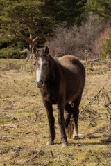 Fototapeta premium Brown horse posing on meadow