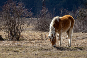 Small brown horse eating
