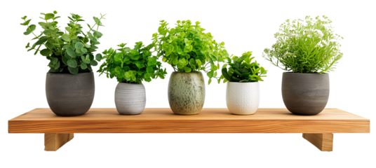 Set of green plants in pots on wooden table for interior decoration isolated on transparent background, natural health concept,b