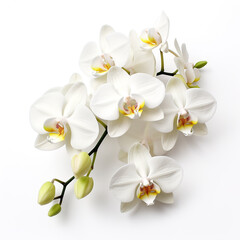 orchid flower on white background сreated with Generative Ai