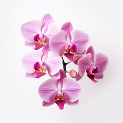 orchid flower on white background сreated with Generative Ai