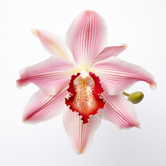 Fototapeta na wymiar orchid flower on white background сreated with Generative Ai