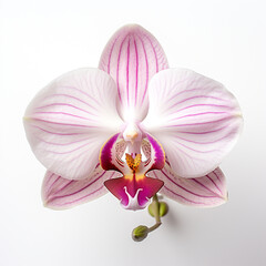Naklejka premium orchid flower on white background сreated with Generative Ai