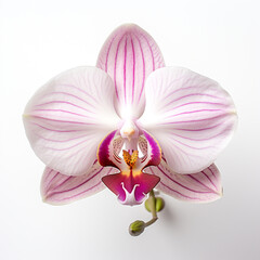 orchid flower on white background сreated with Generative Ai