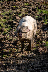A pig in a muddy field in Sussex, on a sunny summer's day