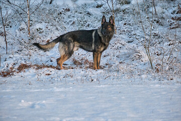 Beautiful German Shepherd dog playing in a snowy meadow on a sunny winter day in Skaraborg Sweden