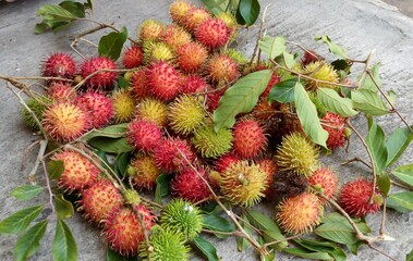 Red rambutan on tree. Close up detail of ripe rambutan fruit