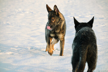 Beautiful German Shepherd dogs playing in a snowy meadow on a sunny winter day in Skaraborg Sweden