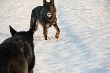 Beautiful German Shepherd dogs playing in a snowy meadow on a sunny winter day in Skaraborg Sweden