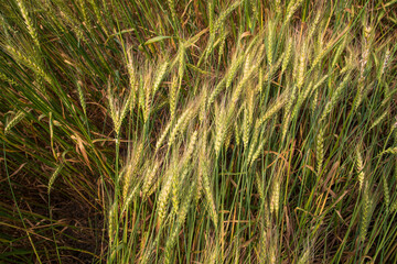 wheat grain field countryside of Bangladesh