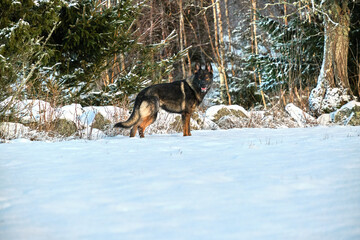 Beautiful German Shepherd dog playing in a snowy meadow on a sunny winter day in Skaraborg Sweden