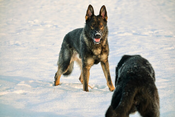 Beautiful German Shepherd dogs playing in a snowy meadow on a sunny winter day in Skaraborg Sweden