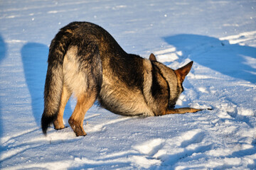 Beautiful German Shepherd dog playing in a snowy meadow on a sunny winter day in Skaraborg Sweden