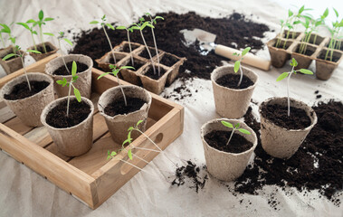 Replanting young tomato plants in peat pots