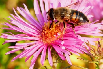 Bumblebee and pink flower nature background