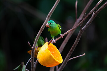 
Orange-chinned parakeet (Brotogeris jugularis) perched on branch eating from fruit, with soft focus background, La Fortuna, Costa Rica