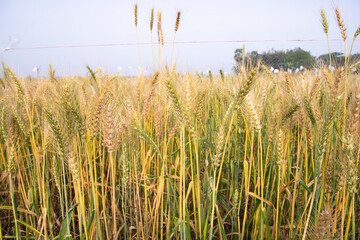 Wheat grain field closeup spike with blue sky image