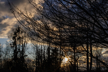 Fototapeta premium sunset in the forest