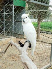 white parrot in cage