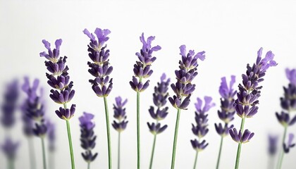 Lavender flowers
