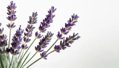 Wandaufkleber Lavender flowers  © ULFATRAZA