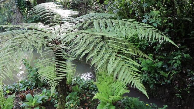 Sphaeropteris excelsa or Cyathea brownii or Norfolk tree fern or smooth tree fern in the shady garden.