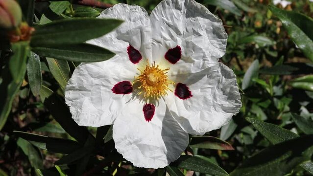 Labdanum or cistus ladanifer or gum rockrose or common gum cistus or brown-eyed rockrose flower 
with five crumpled papery white petals with maroon spot at the base and yellow stamens and pistils clos