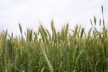Wheat grain field closeup spike with blue sky image