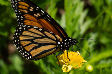 Danaus plexippus