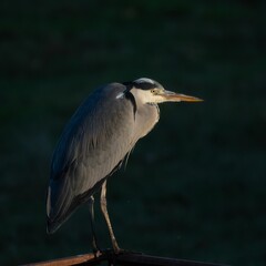 grey heron