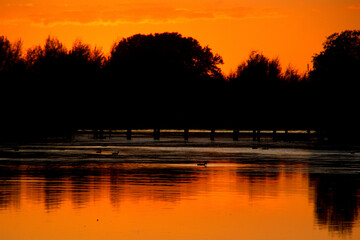 Ducks in silhouette at dusk in the orange glow in the water