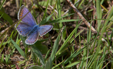 Purple butterfly on the meadow in spring time and green grass