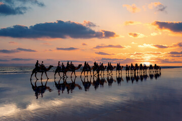 Cable Beach, Broome, camels on the shore at sunset. Western Australia