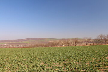 A field of grass and trees