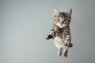 Obraz premium tabby cat in mid-air during a jump, with its limbs extended outward and eyes wide open, indicating alertness or playfulness. The background is a gradient of grey to white, 