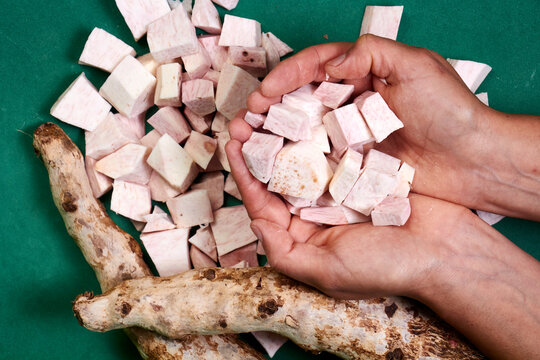 closeup of taro root vegetable, eddo malanga, green background